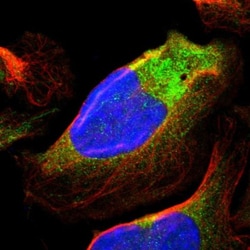 GARNL1 Antibody, Novus Biologicals:Antibodies:Primary Antibodies